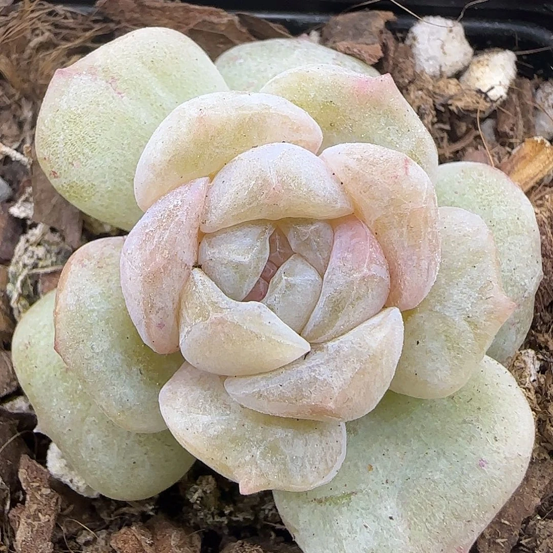 961糖心石化【满29包邮非偏远】