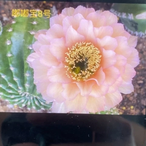 无花朵新8号彩草仙人球侧芽1.8