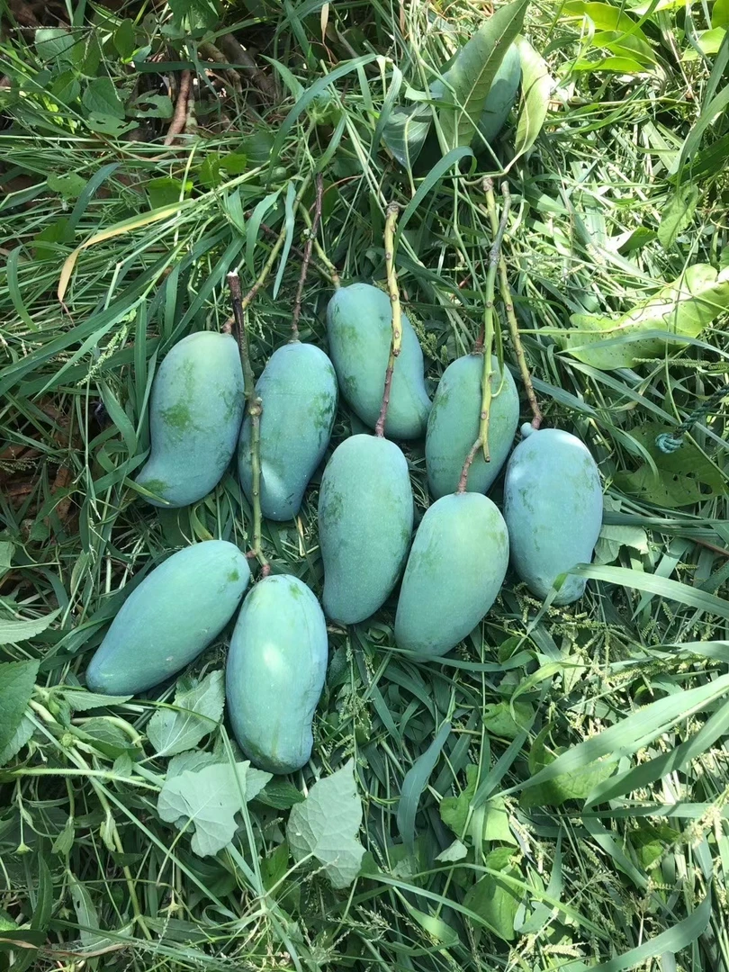 百色芒果之王桂七