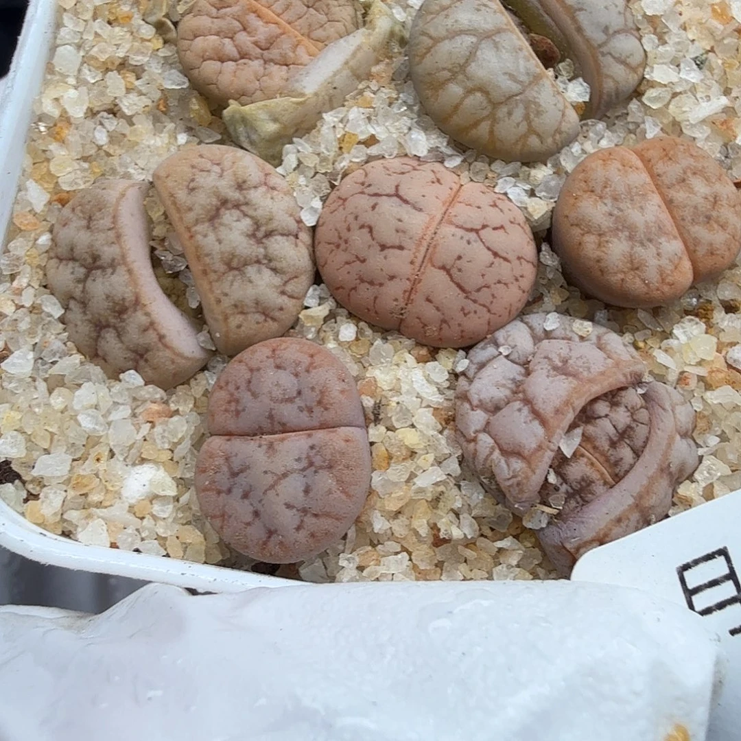 哈哈笑不出话就笑道008