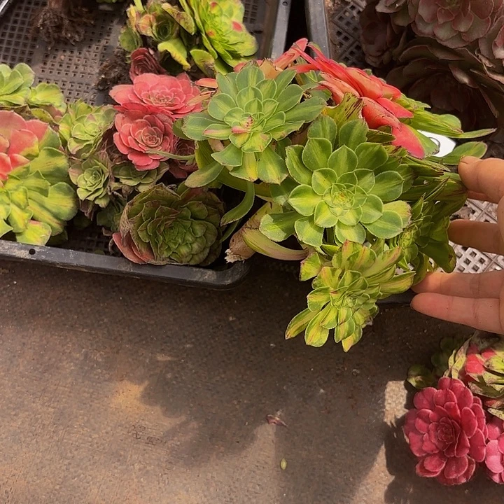 多肉植物福利559个
