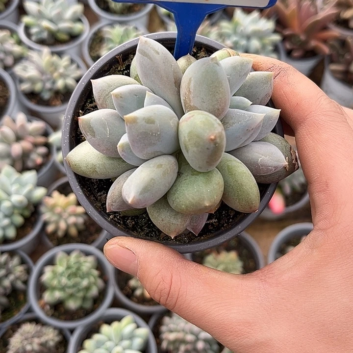 多肉植物胖体哥特157