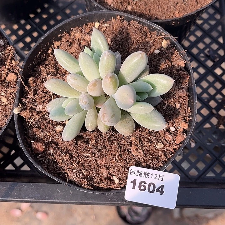 阿雅园艺。       1604哥特