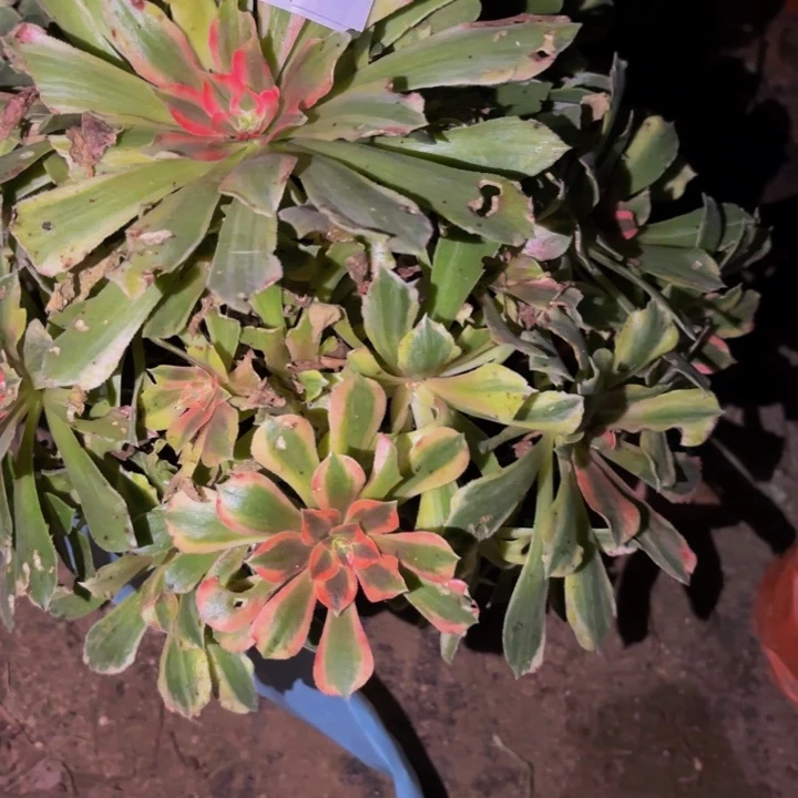 086光辉多肉植物不售后