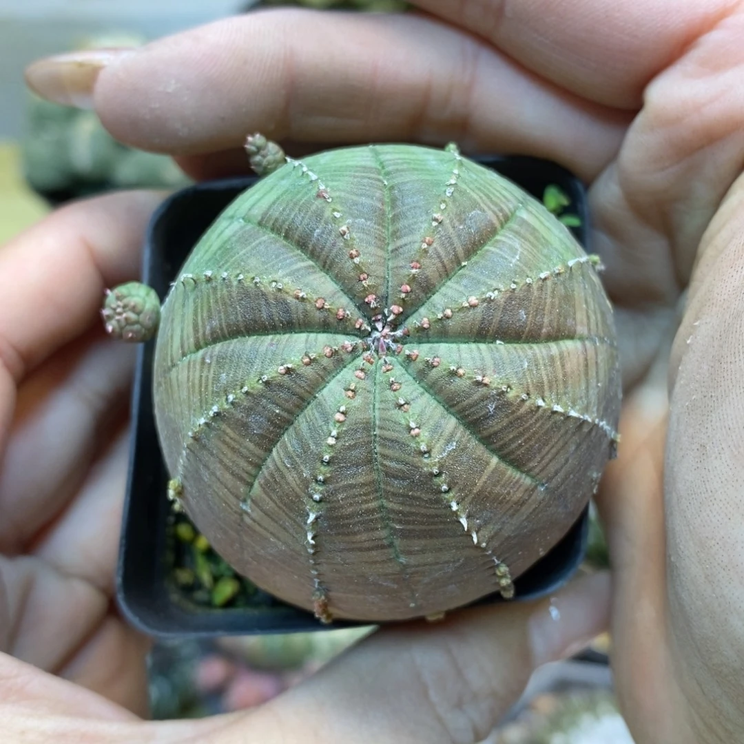 57号 自根欧布5公分带盆土