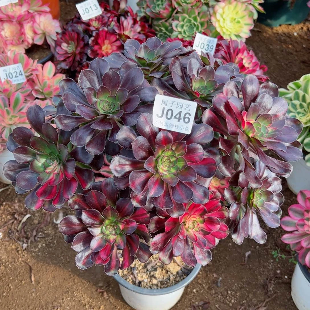 046花蝴蝶尺寸28左右