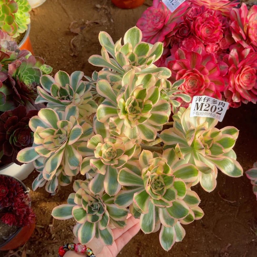 202艳姿 冠幅20左右