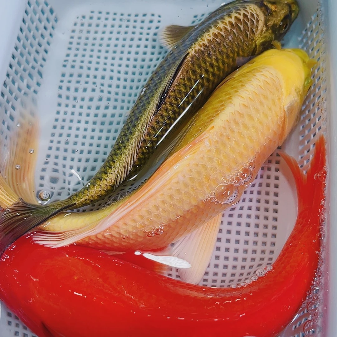 锦鲤锦鲤冷水鱼观赏