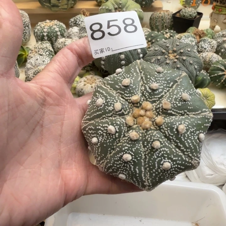 兜星球仙人球858号