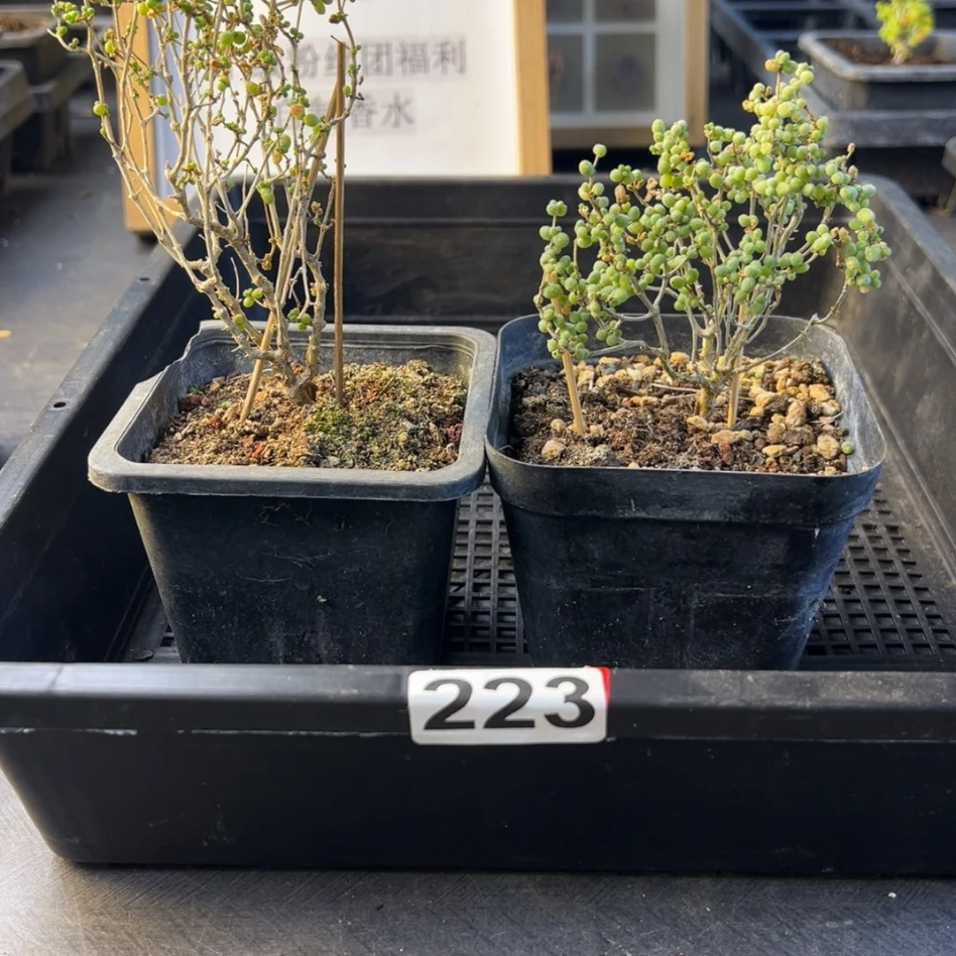 嘻***瓜枝干番杏多肉植物223安