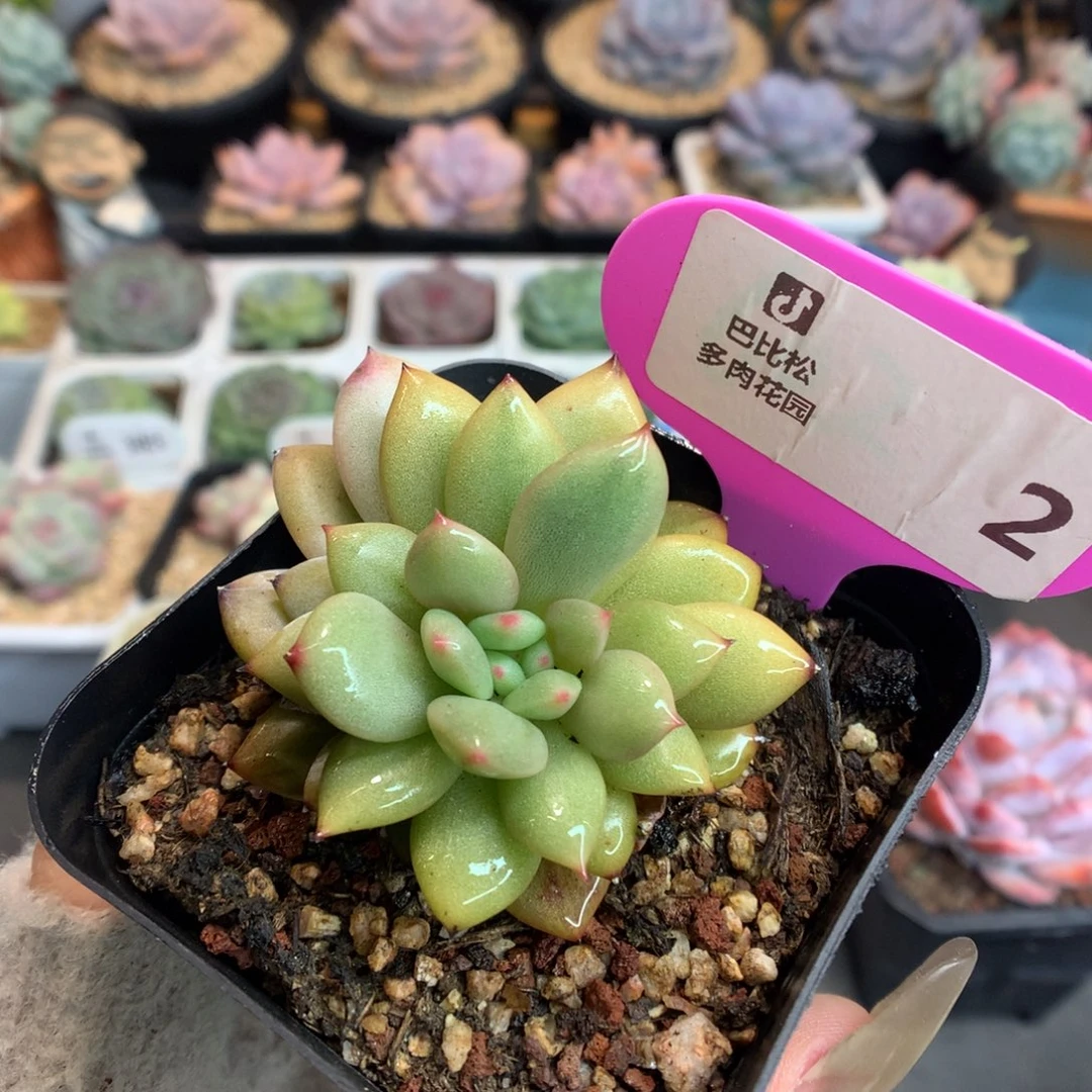 Q***y2橙子锦多肉植物一个