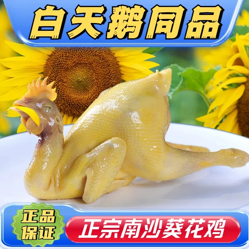 著名南沙葵花鸡 广州特产高端白切鸡不喂饲料【好鸡做法非常简单】