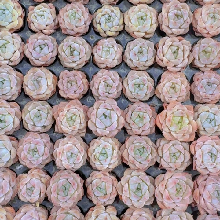 精品纯爱两米两个多肉