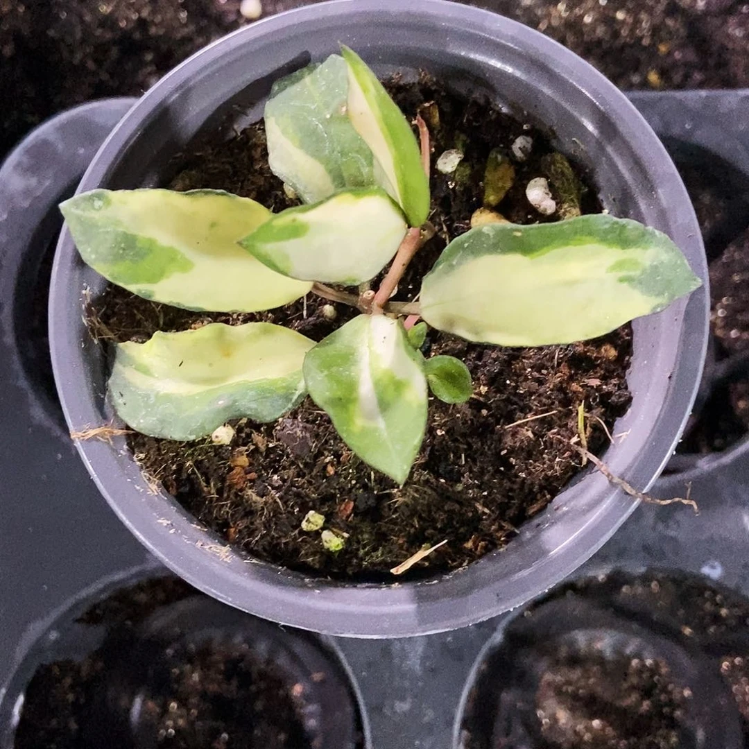 完全开放米娜拉球兰90