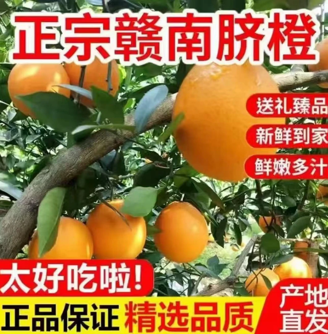 【赣州发货】江西正宗赣南脐橙现摘新鲜水果5斤10斤橙子现摘现发xy