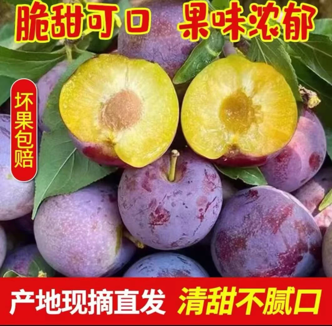 1.四川五月脆凤凰李现摘新鲜脆甜时令水果