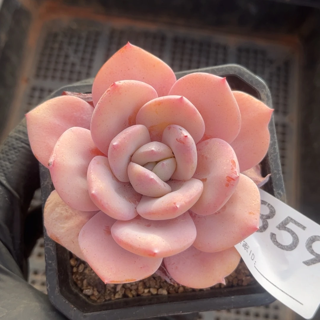 359号新疆西藏内蒙古不包邮