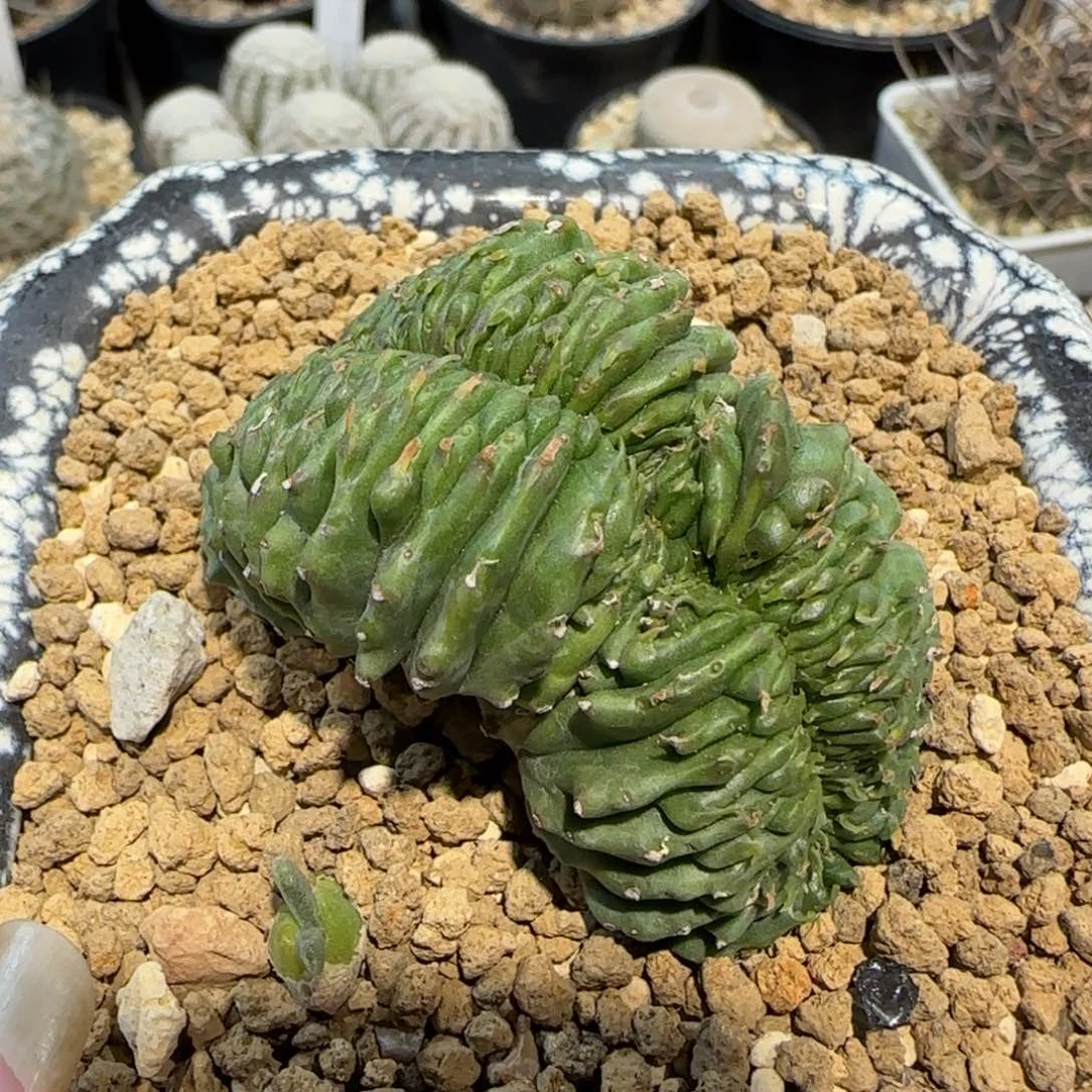 08自根法丽达缀化多肉
