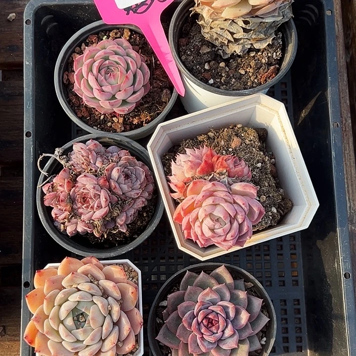 29032号框。     福利多多