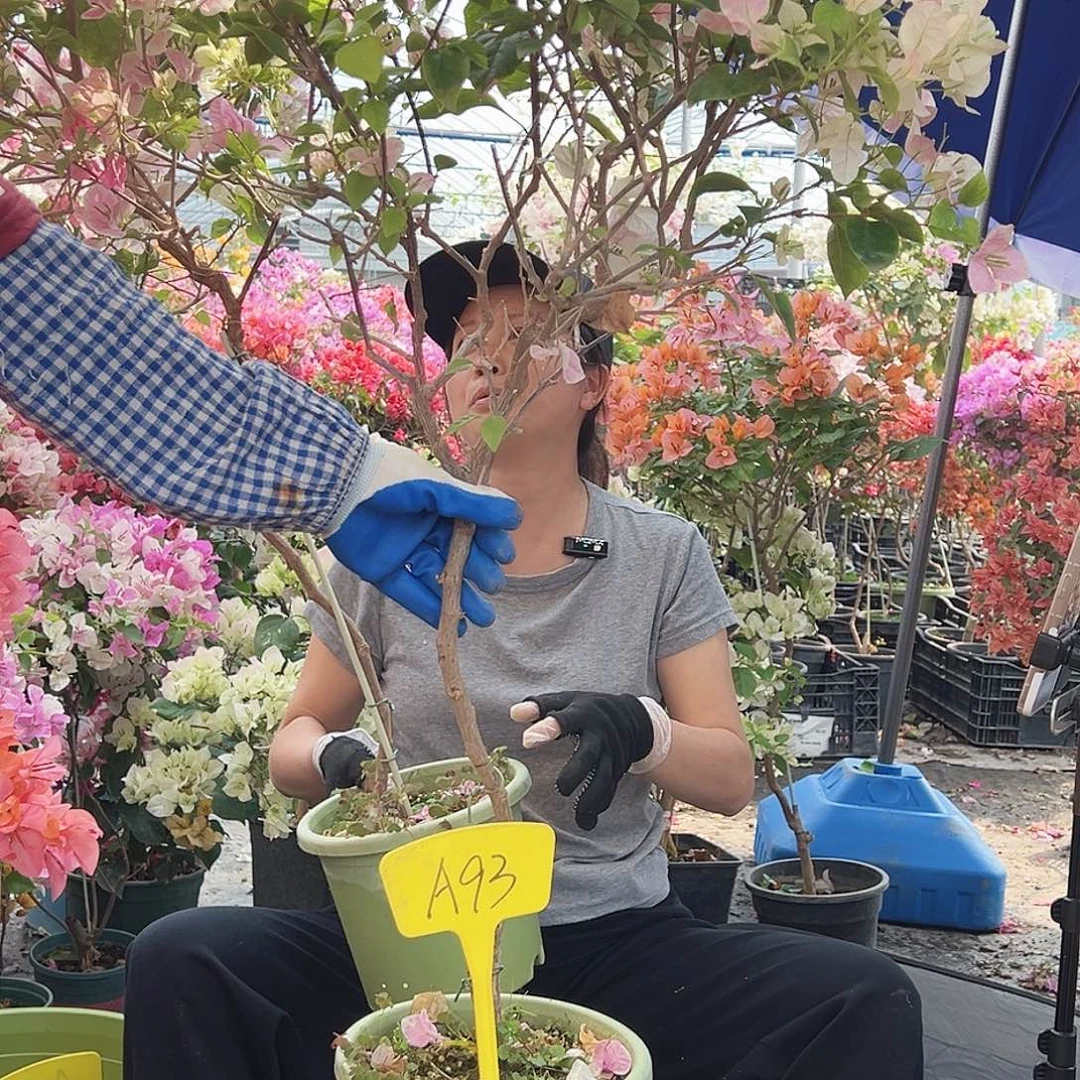 情***鍾大部分花苞少量开放A93广红樱