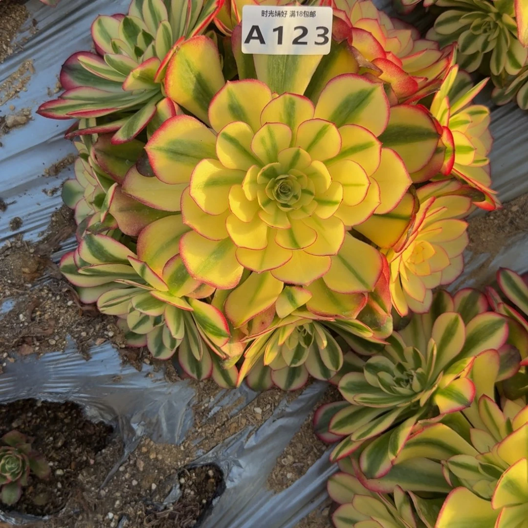 123荔枝 多肉植物