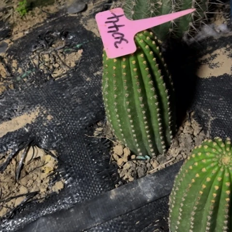 布***丁仙人球河岸3044微瑕