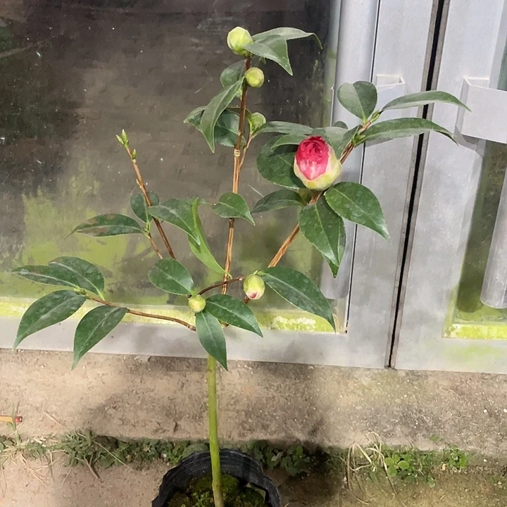 大部分花苞少量开放，圣诞帽福利随