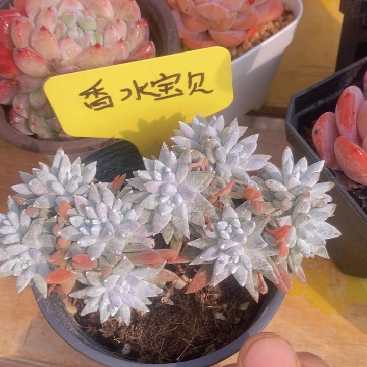 多肉植物，开心多肉