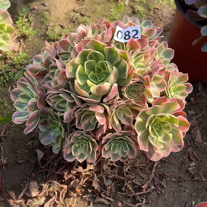 多肉植物女妖082号