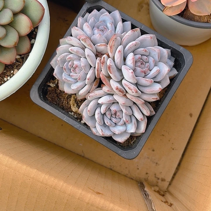 顺***其丽娟花卉星影星影