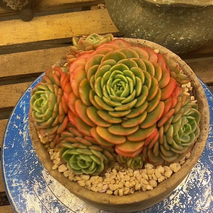 多肉植物肉肉植物