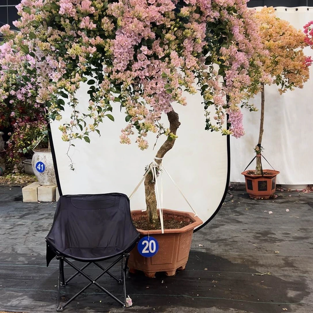 流***鞋完全开放三22222222