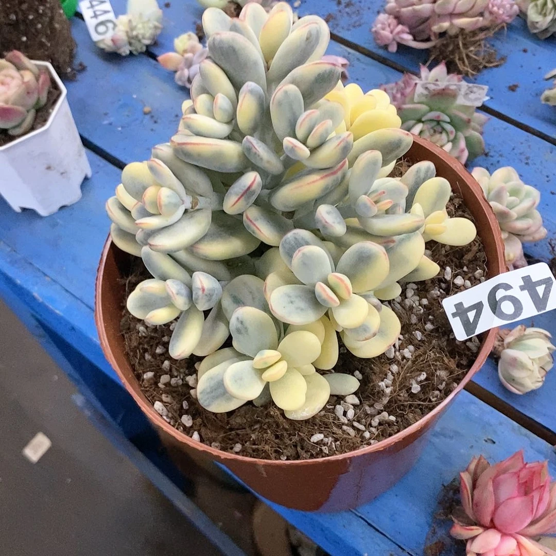 494福娘锦自然群炸多肉