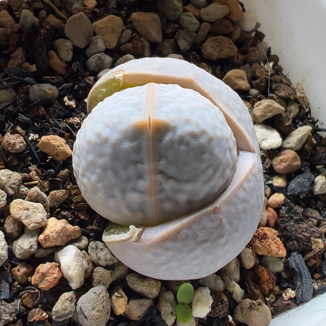 652多肉植物种类多样