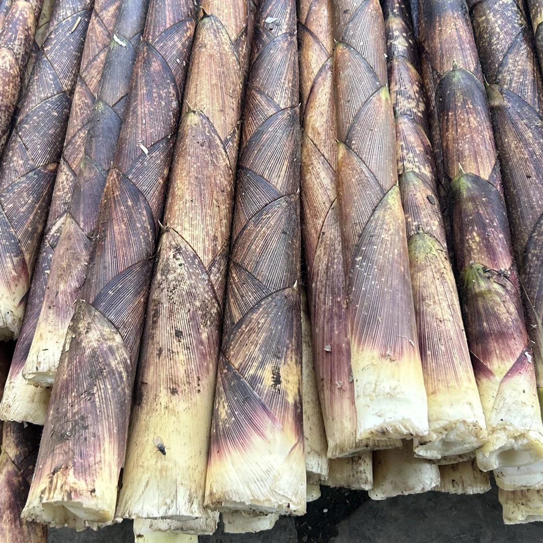 金佛山野生方竹笋（中号)