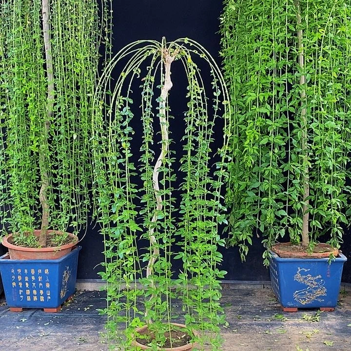 迎春花，一物一拍，