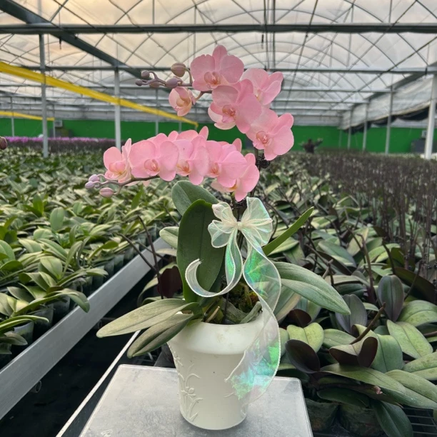 蝴蝶兰水蜜桃带花活体工艺喷色花室内绿植花卉基地直发