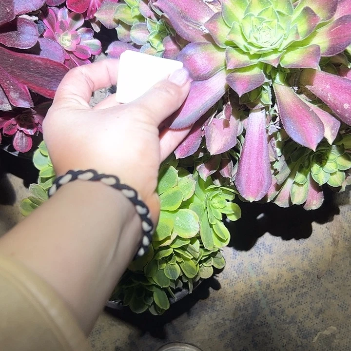 ?****吧多肉法师植物链接56