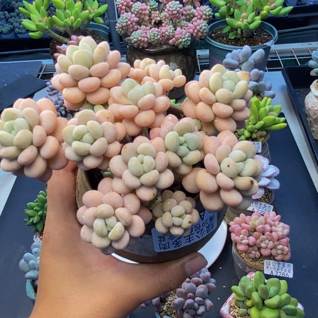 295洛可可多肉10cm