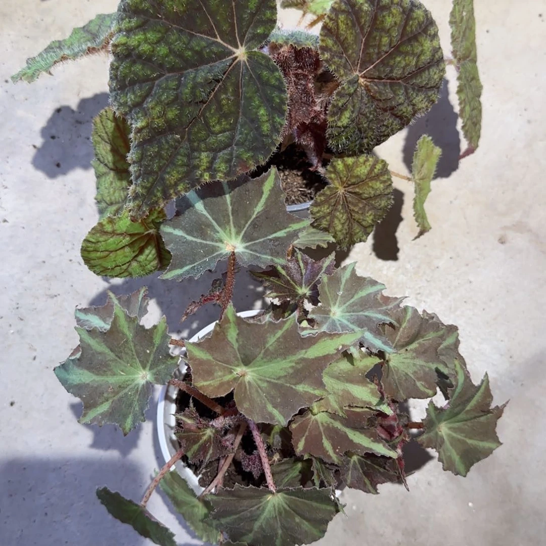 不开花植物树莓蛋糕镭射舞台福利款无售后