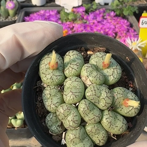 密密麻麻密密麻麻5106