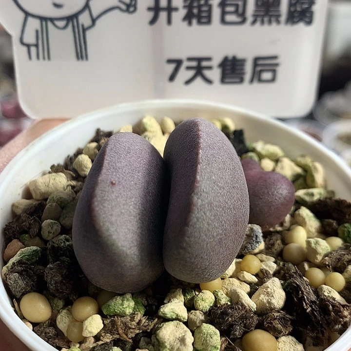 【A7095】精品实生专拍