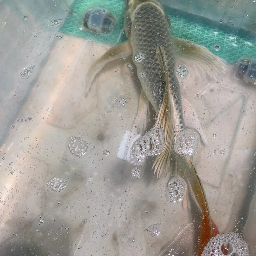 锦鲤锦鲤包邮包售后