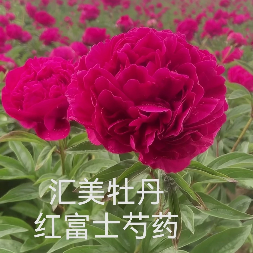芍药品种（红富士）