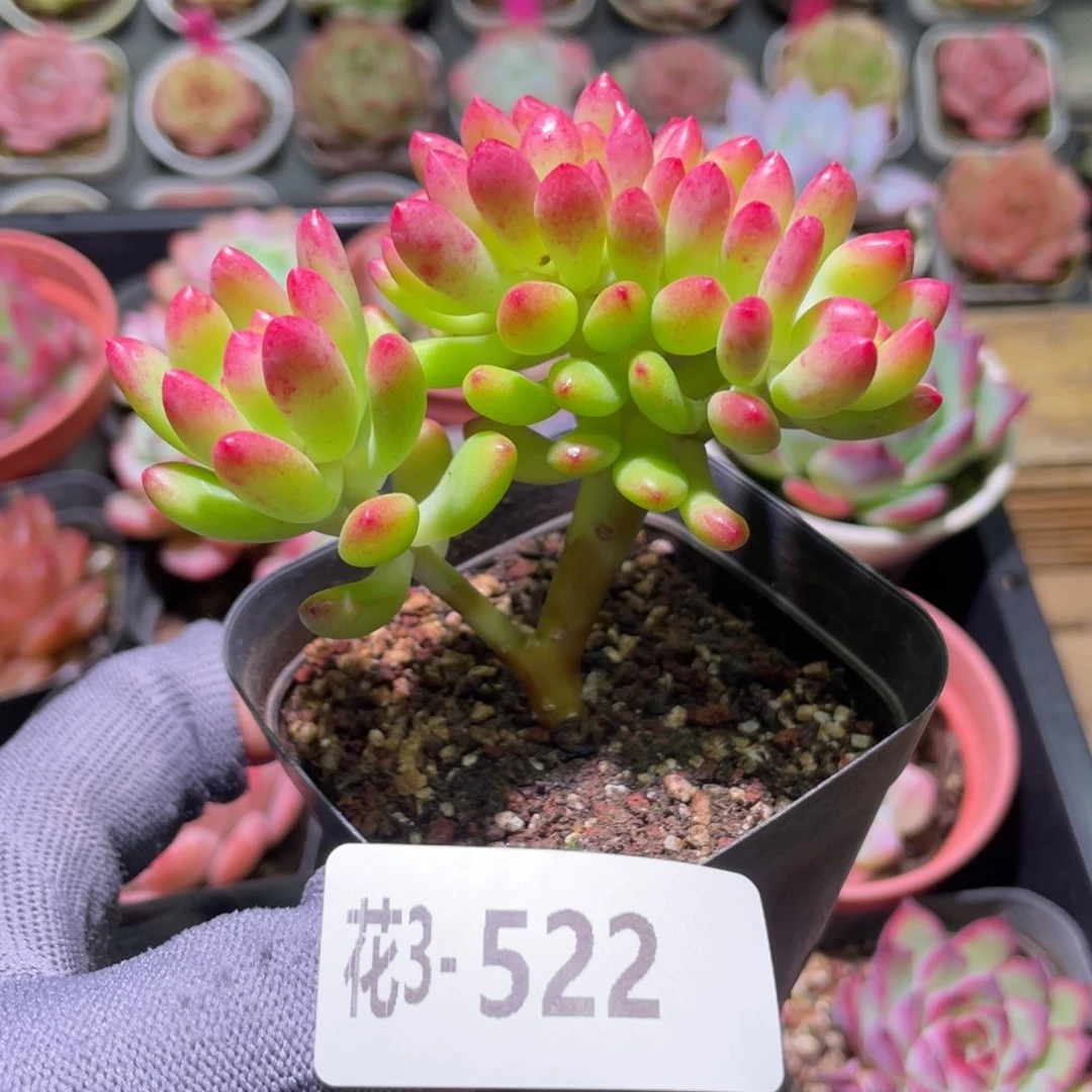 花利美3-522青松缀化