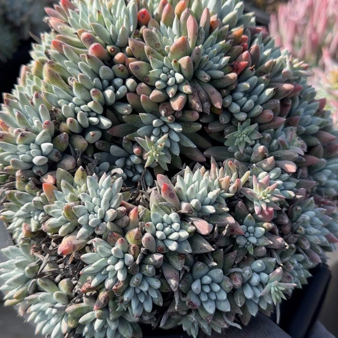 回***香20250101z迷迭香