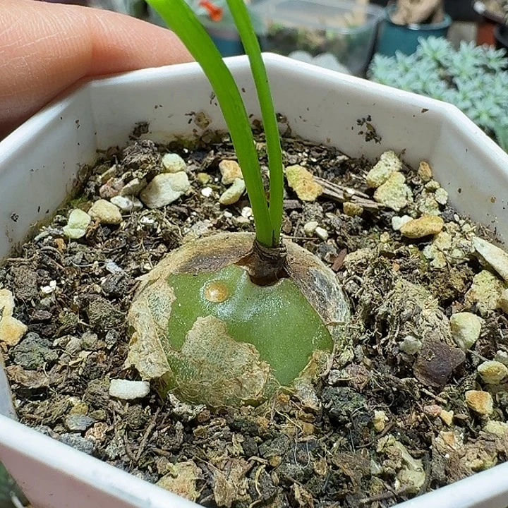 542大苍角殿带盆发货