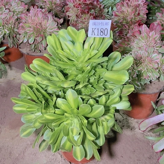 180五彩琉璃多肉植物