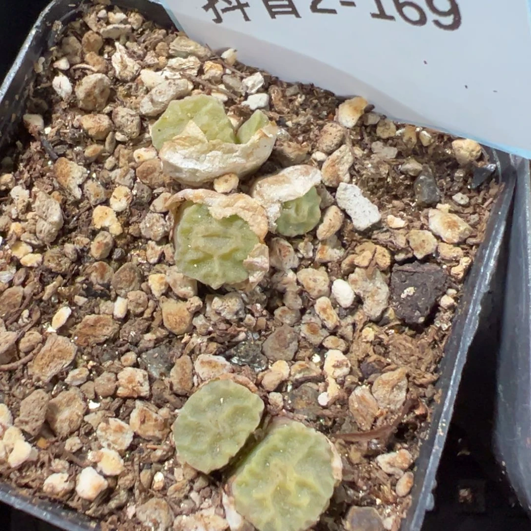 2-169肉锥多肉植物大战