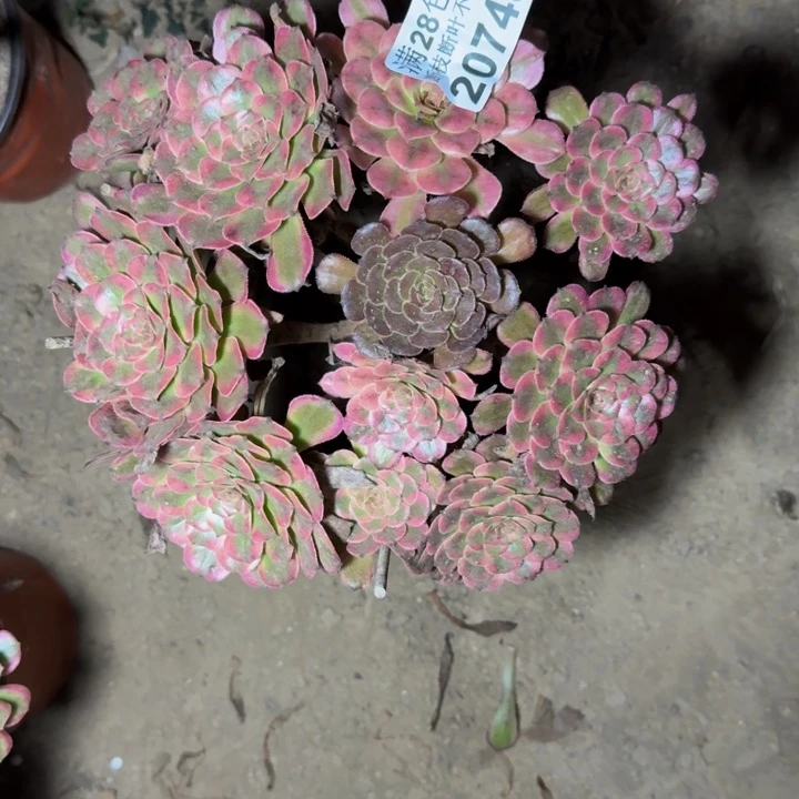 20743红金刚多肉植物